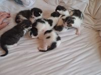 Vier Kätzchen zu verkaufen