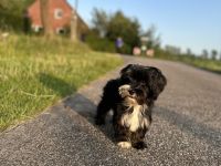 Havaneser Welpe mit Ahnentafel