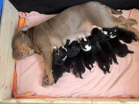 Old englisch Bulldog