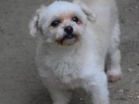 Rapunzel, kleine, 9-jährige Mini-Hündin mit großer Persönlichkeit sucht sehr erfahrenes Zuhause