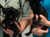 Zwerggriffons in Frankfurt am Main