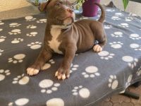 Old English Bulldog Welpen