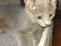 Echte Kartäuser Chartreux Kitten