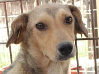 QUERIDO  ca. 2 1/2-jähriger, zarter, zurückhaltender Rüde, ca. 49 cm,