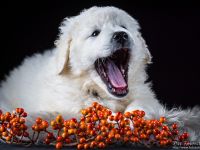 Kuvasz Welpen mit VDH Papieren
