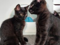 2 weibliche Katzenbabys abzugeben / Babykatzen / 12 Wochen / Mischlinge / BKH x EKH