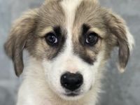 Malou, Maik, Maximus (kastriert) und Malea, geb. ca. 04/2024, lebt in GRIECHENLAND