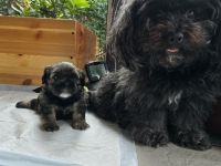 Bolonka Zwetna Welpe