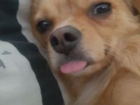 Dringend ein Platz für den Zucker süßen alf Gesicht