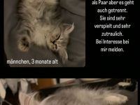 Perserkitten mit Nase