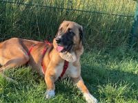 Süßer Mischlingshund