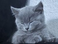 Bkh Kitten 12 Wochen