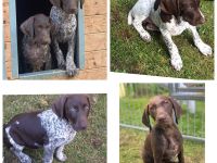 Deutsch -Kurzhaar Welpen