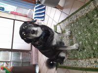 Mischlingshündin Namens Nelly