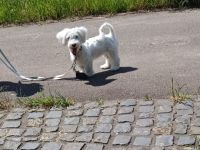 Unsere Flocke sucht dringend ein neues Zuhause