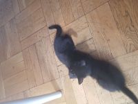 Ab sofort 200€ Abgabebereite BKH Kitten reinrassig