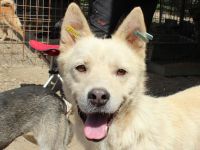 TIMMY ca. 2-jähriger, wunderschöner, freundlicher Rüde, ca. 51 cm, sehr menschen bezogen