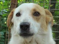 ALAN  ca. 3 1/2-jähriger, wunderschöner Rüde, ca. 45 cm, lebt seit 2 Jahren im Tierheim