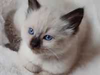 Reinrassige Heilige Birma Kater