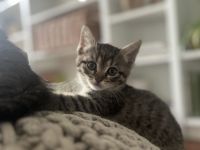 2 Ragdoll-Waldkatzen-Mix suchen Neues Zuhause