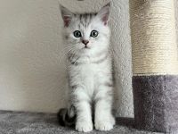 Britisch Kurzhaar Kitten