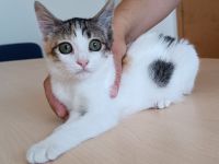 Kitten Miranda - kuschelt soooo gern!