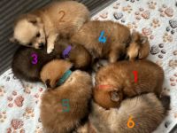 Pomeranian Zwergspitz Welpen ABHOLBEREIT