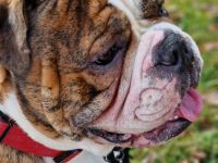 Big Boy Bruno vom Örmser Bahnhof mit Ahnentafel sucht ein Zuhause