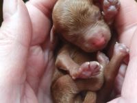 Süßer Toypudel Zwergpudelwelpe Rüde