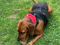 Lotte – Neugierig und anhänglich!