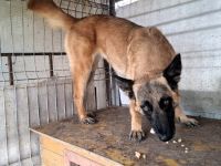 Nevada hat eine Chance verdient