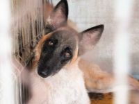 Nevada hat eine Chance verdient