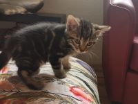 Ich verkaufe reinrassige Katzen