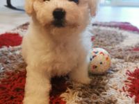 bichon frise