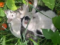 Kätzchen - Maikätzchen