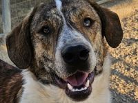 Hermann und Timo, geb. ca. 12/2023, lebt in GRIECHENLAND, Serres