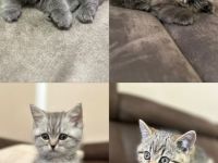 2 BKH und 2 BLH Kitten suchen ein neues Zuhause