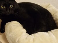 2 ❤️Bkh Mix Kater