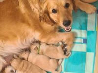 Golden Retriever Welpen