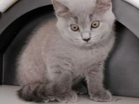 12 Wochen alte Bkh Kätzchen/  Kitten abzugeben