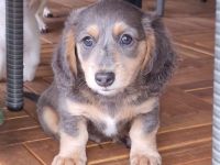 Verkaufe 2 wunderschöne gesunde  Amerikanische Zwergdackel