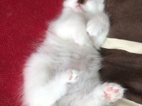 Heilige Birma Kätzchen / Kitten, reinrassig, männlich und weiblich