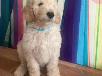 Golden Doodle Welpe Creme Rüde