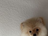 Nur Abholung möglich