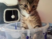 Zwei Kartäuser-Mix Kitten abzugeben!