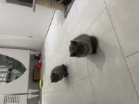 BKH Kitten Farbe Blue mit Zubehör