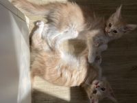 Reinrassige Maine Coon Kitten