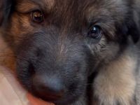 Altdeutsche Schäferhund Welpen