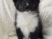 vom Segeberger Forst