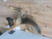 Deutscher schäferhund